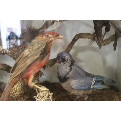 267 - A case of 19th century taxidermy tropical birds, including humming birds, jays, etc