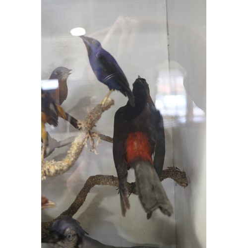 267 - A case of 19th century taxidermy tropical birds, including humming birds, jays, etc