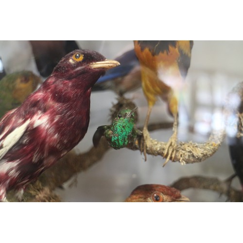 267 - A case of 19th century taxidermy tropical birds, including humming birds, jays, etc