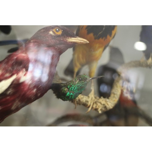 267 - A case of 19th century taxidermy tropical birds, including humming birds, jays, etc