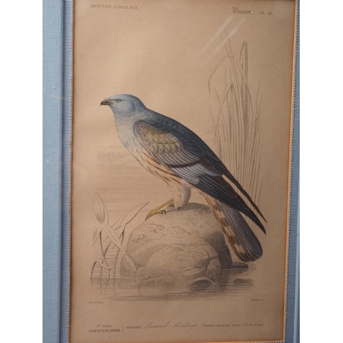 336 - A set of six prints, studies of birds, in common frame, another set of four, in common frame, and fo... 