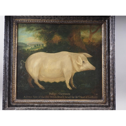 392 - Dan Dunton b c. 1950: a pair of Naive School oils on canvas, prize pigs (monogrammed DD), 15 1/2