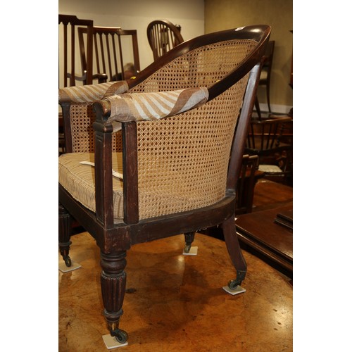 280 - A 19th century mahogany tub chair with caned seat and back, on reeded supports (seat damaged)