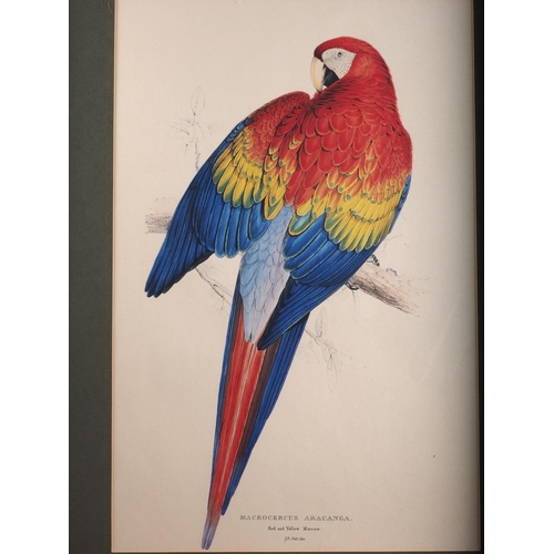 397 - After Edward Lear: a colour print, red and yellow Macaw, three Arctic scenes and a watercolour sketc... 