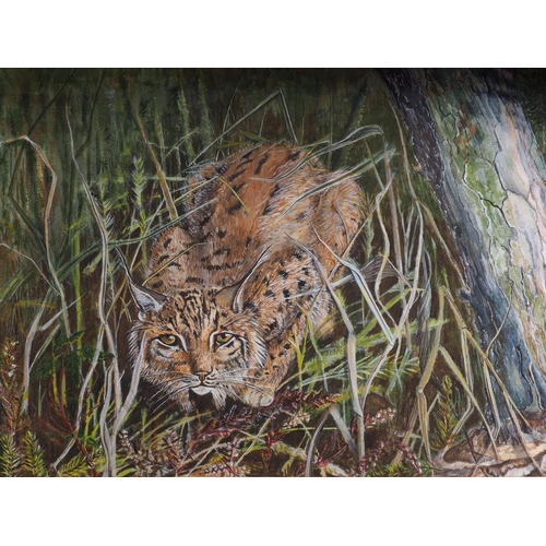 448 - English mid 20th century: bodycolours, study of a lynx/wild cat, 10 3/4