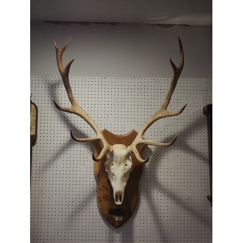 210 - An eleven-point stag's head trophy, on walnut panel