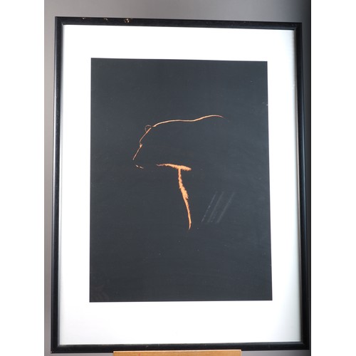 388 - A backlit silhouette image of a polar bear, in black strip frame