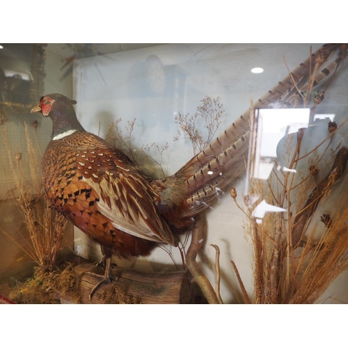 166 - A taxidermy cock pheasant, in case