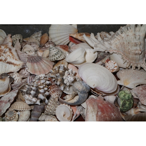 159 - A quantity of tropical and other sea shells, including cowries, etc