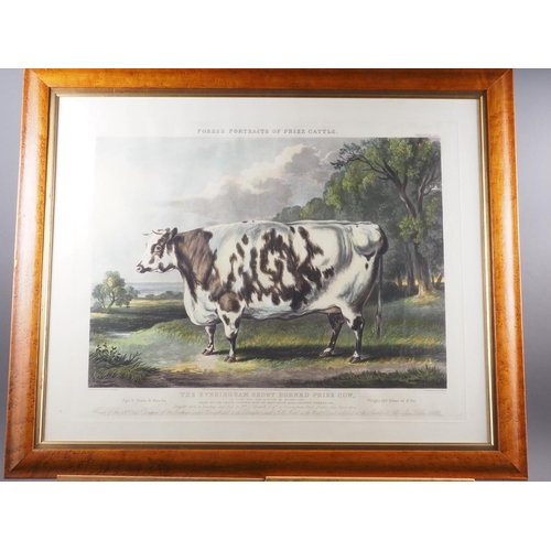 298 - A 19th century hand coloured aquatint,  from Fore's portrait of Prize Cattle, 