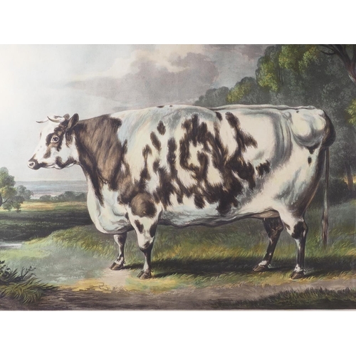 298 - A 19th century hand coloured aquatint,  from Fore's portrait of Prize Cattle, 