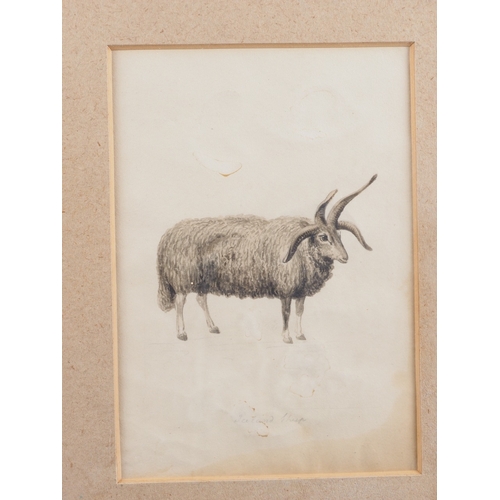 370 - A 19th century watercolour study of an Icelandic sheep, 7 1/2