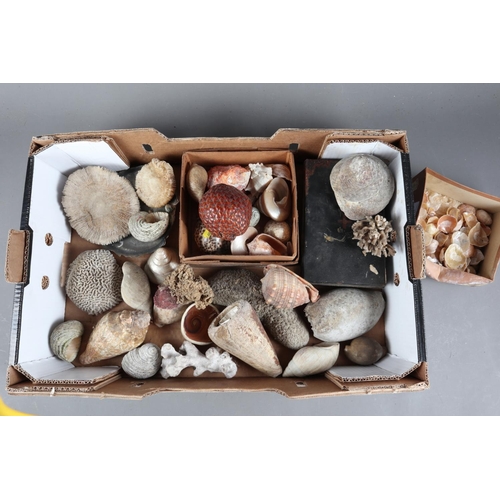 181 - A collection of tropical and other shells and coral samples, various