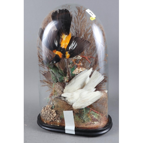 211 - A taxidermy group of three tropical birds and two butterflies, in a glass dome on ebonised stand, 19... 