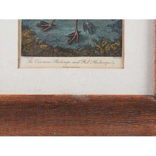 321 - Three 18th century coloured prints, ornithological studies, in strip frames