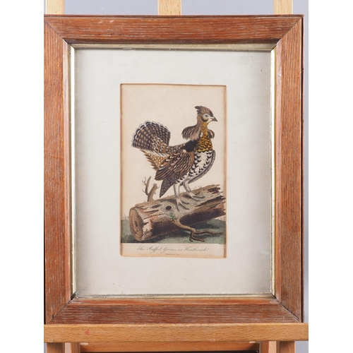 321 - Three 18th century coloured prints, ornithological studies, in strip frames