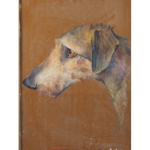 429 - D Martyn: oil on canvas faced board, hound, 17 1/2