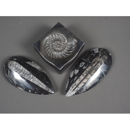 178 - Two fossils and an iron ammonite paperweight