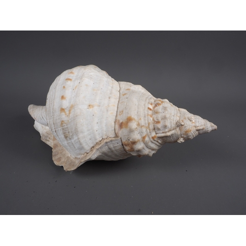 191 - A seashell, 16