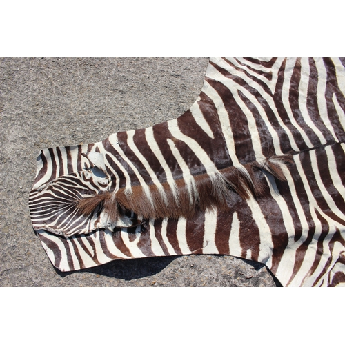 169 - A zebra skin floor cover, 104” x 68” approx overall