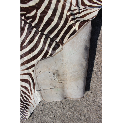 169 - A zebra skin floor cover, 104” x 68” approx overall