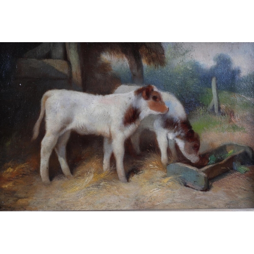 381 - A 19th century oil on canvas, calves feeding at a trough, 5 1/2