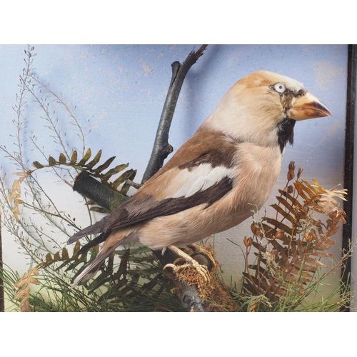 217 - A taxidermy hawfinch, in glass case, 8