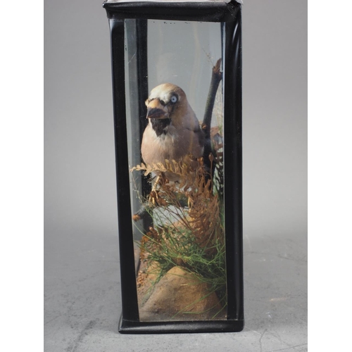 217 - A taxidermy hawfinch, in glass case, 8