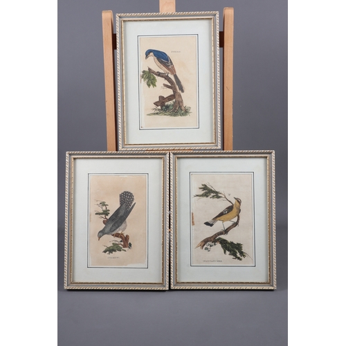 312 - Ralston Gudgeon: three watercolour and body colour studies, birds, and three 18th century hand colou... 