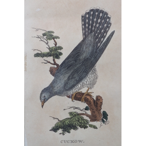 312 - Ralston Gudgeon: three watercolour and body colour studies, birds, and three 18th century hand colou... 