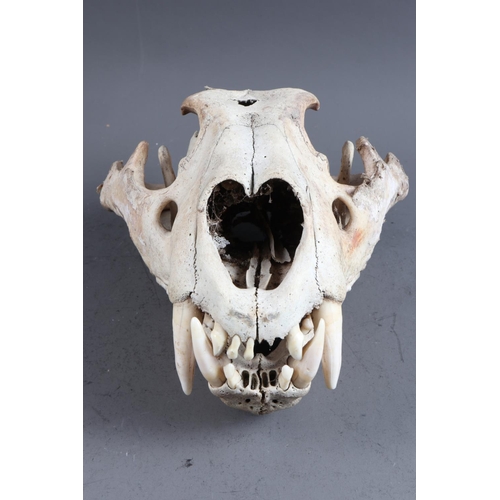 220 - A bear skull