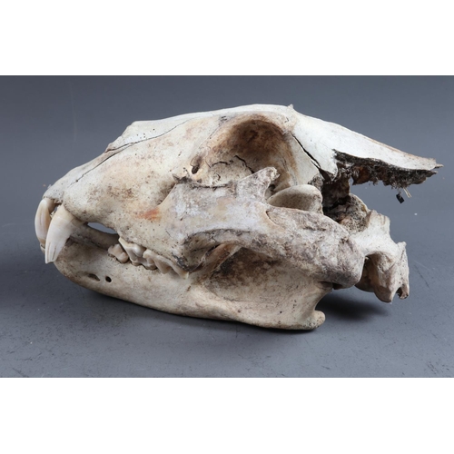 220 - A bear skull