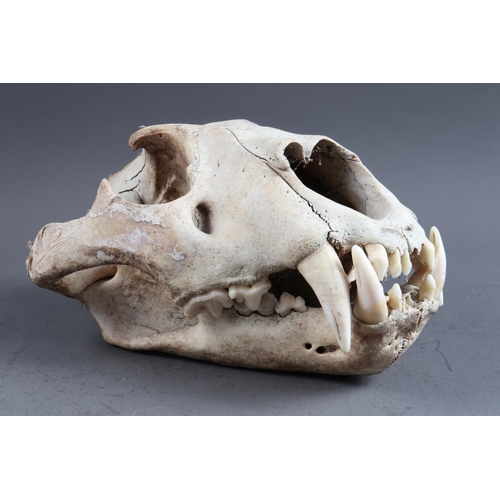 220 - A bear skull