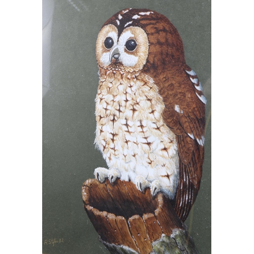 373 - Ray Styles, '82: watercolours, study of a tawny owl, 10 1/2