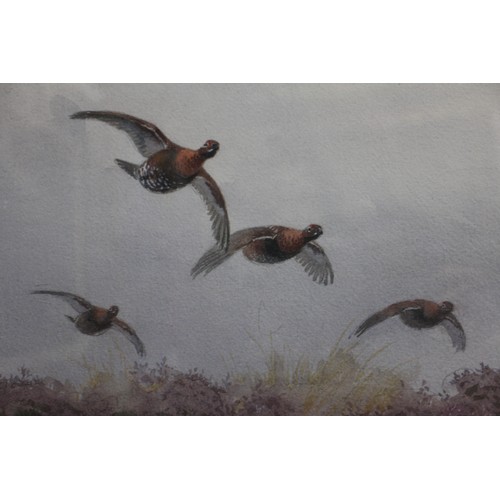 405 - H Harrison: watercolours, red grouse in flight over moorland, 21 3/4