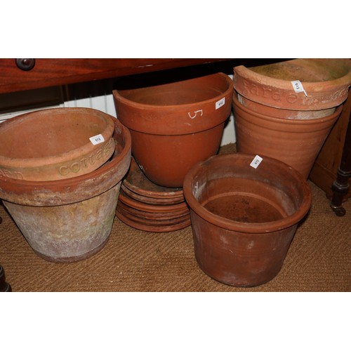 592 - A collection of six terracotta flowerpots and shrubs, including a long Tom, 15 1/2