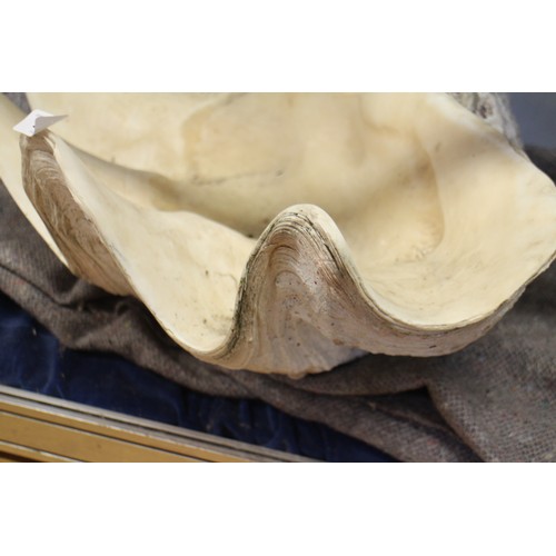 272 - A giant clam shell (Tridacna gigas), 24 1/2