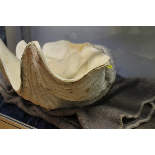 272 - A giant clam shell (Tridacna gigas), 24 1/2