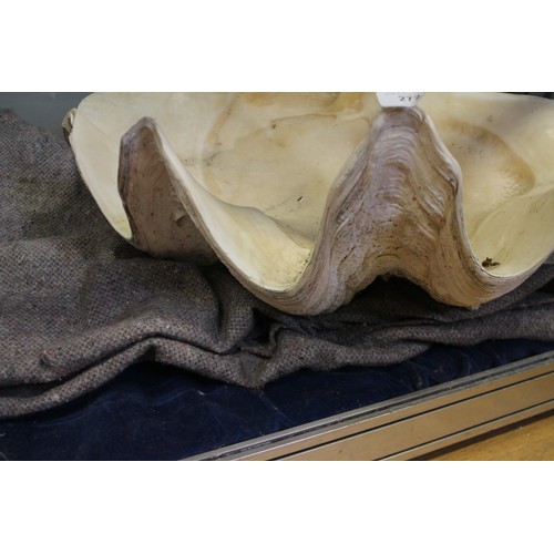 272 - A giant clam shell (Tridacna gigas), 24 1/2