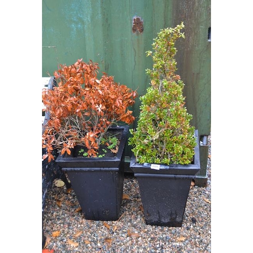 205 - Pair Of Plastic Planters 1'7 With Shubbery