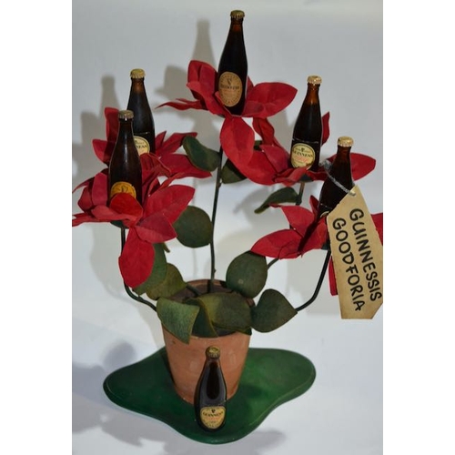 28 - Guinnessis Goodforia Floral Guinness Bottle Plant - Appx 8x14