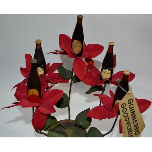 28 - Guinnessis Goodforia Floral Guinness Bottle Plant - Appx 8x14