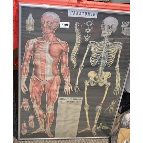 198 - Framed Anatomy Print