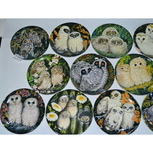 1104 - Collection of 12 Wedgwood Collectors Plates from The Baby Owls Series - Boxed