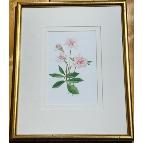 997 - Framed Watercolour, Pink Roses By Evelyn Binns, 17