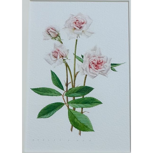 997 - Framed Watercolour, Pink Roses By Evelyn Binns, 17