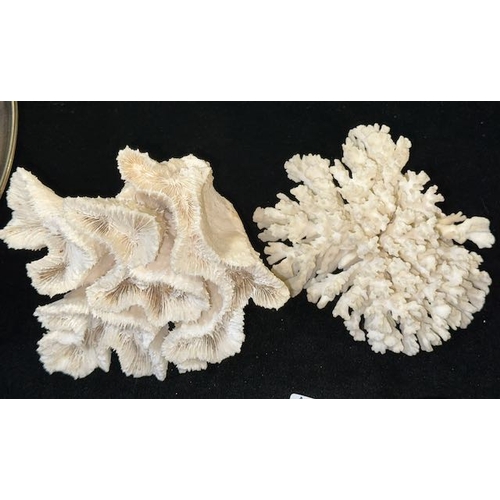 156 - 2 Pieces of Coral