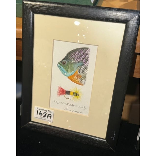 162A - Framed Bluegill with Bluegill BeeFly by Vanessa Gowney