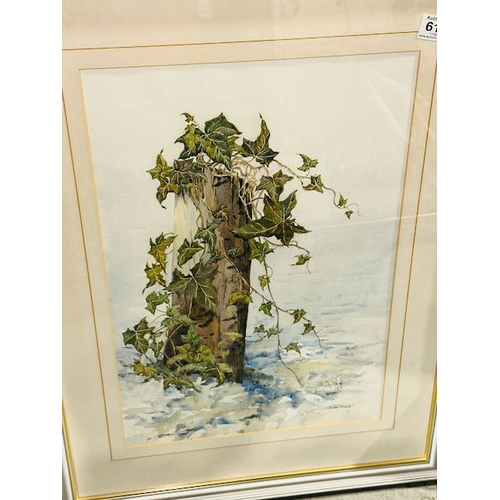 611 - Large Framed D. Hiscocks Watercolour - Ivy Stump RRP £320