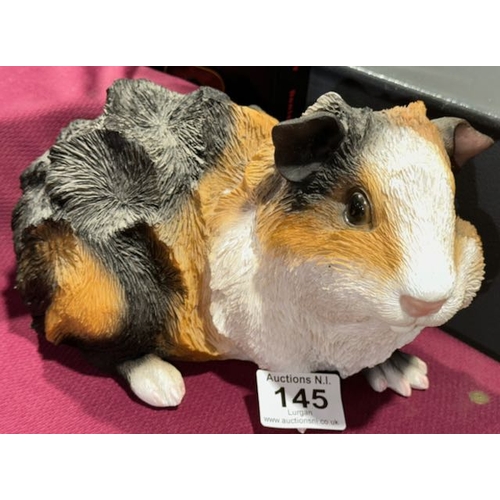 145 - Large Guinea Pig